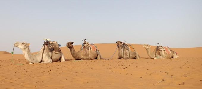 Kasbah Hotel Panorama Merzouga Eksteriør bilde